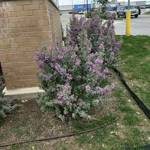 Meet your Posher, Alice